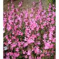 catchfly